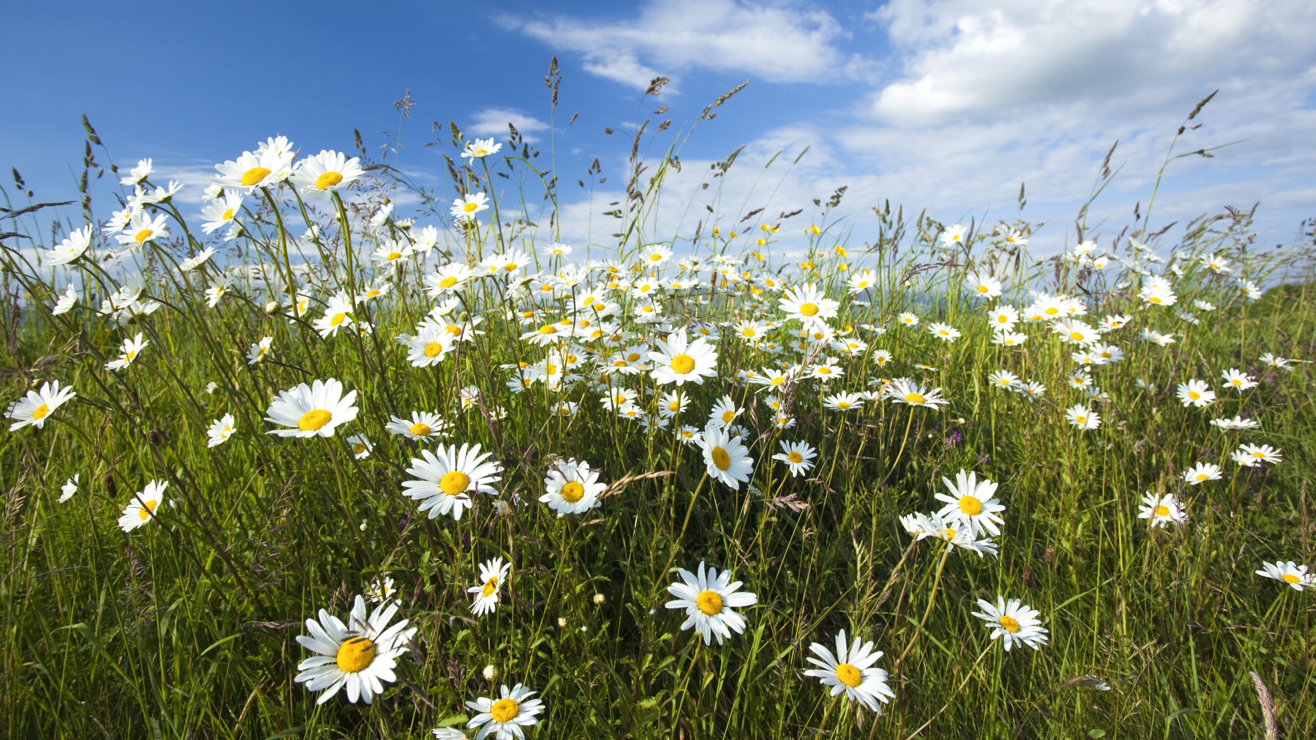 Белые полевые ромашки с колосками на поле под голубым небом 