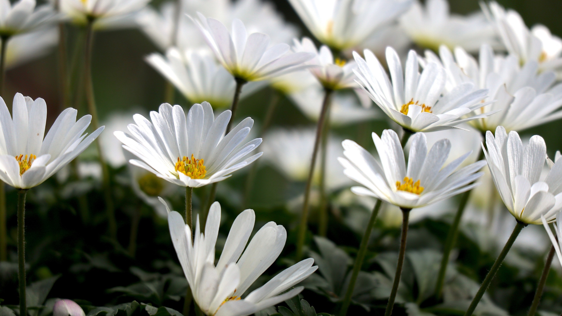 Белые цветы остеоспермум на клумбе 