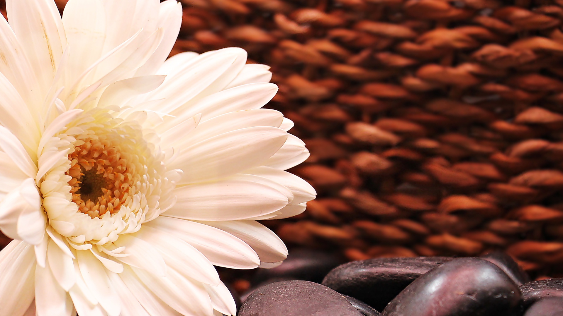 Белая гербера с черными камнями