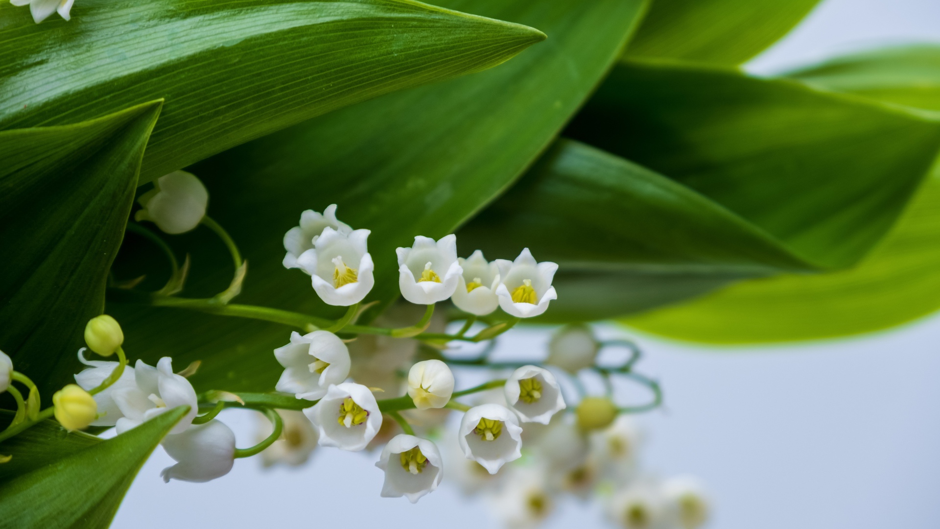Белые цветы ландыша с зелеными листьями