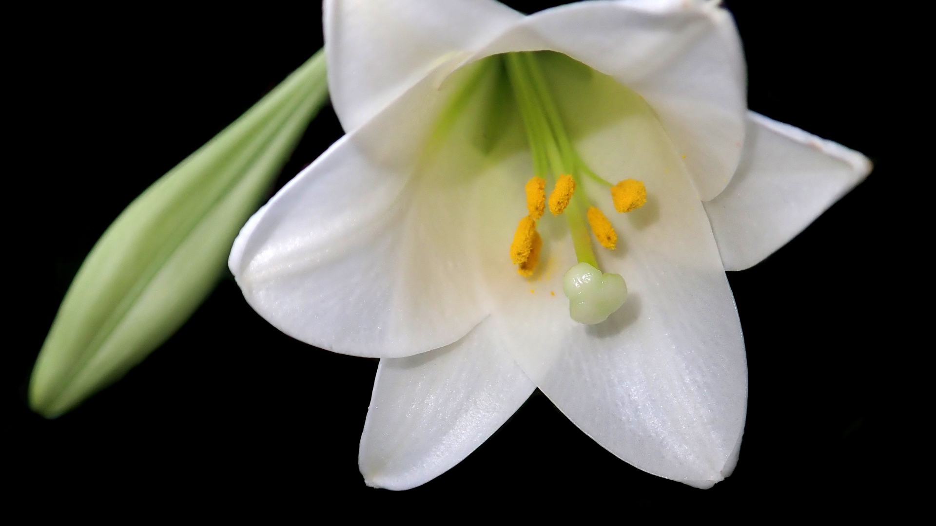 Белая лилия с бутоном на черном фоне