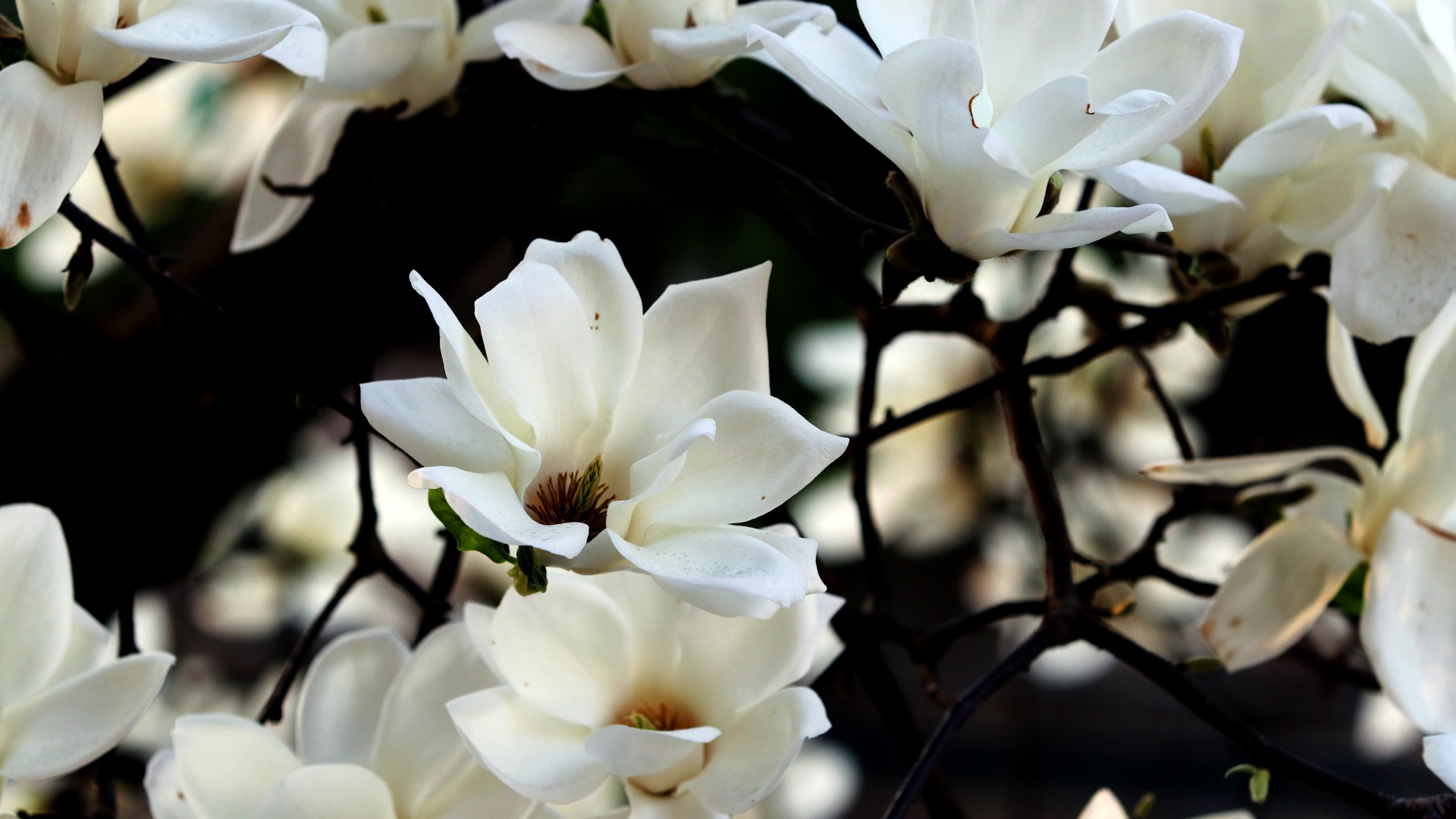 Белые цветы магнолии на ветках 