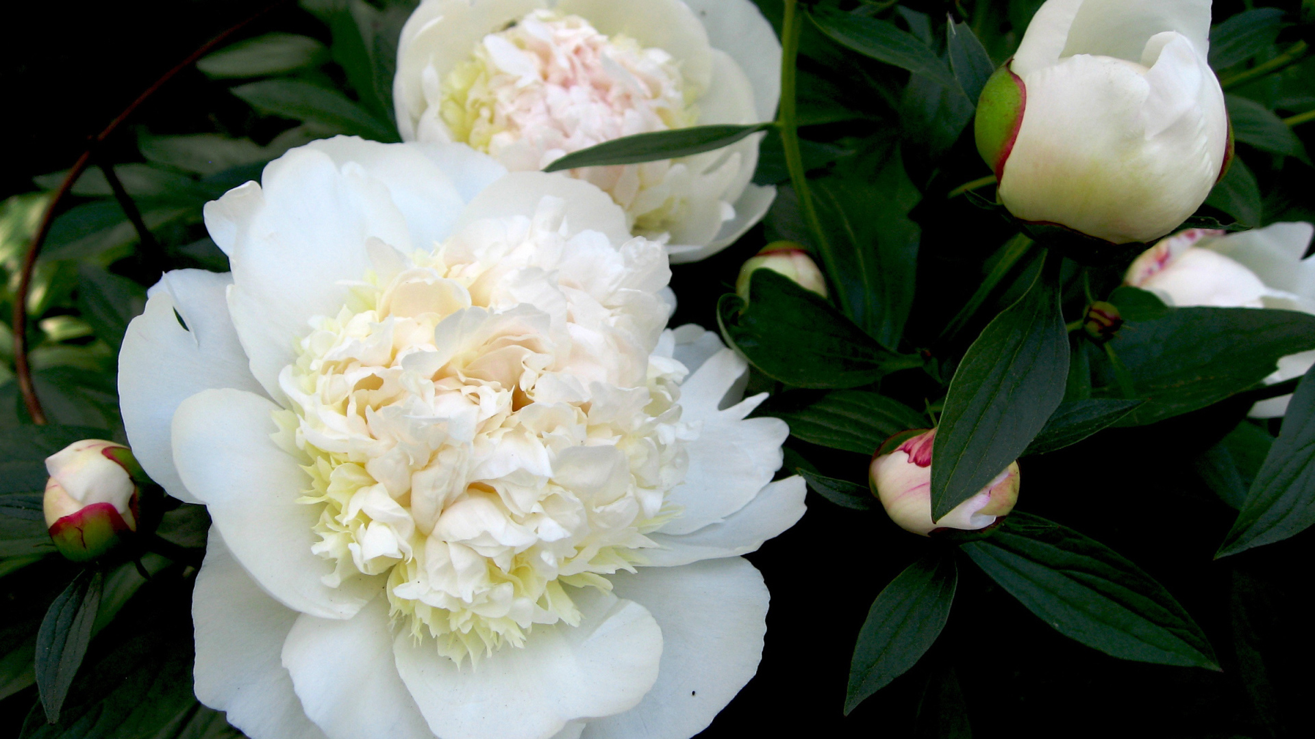 Белые цветы пиона с бутонами в зеленых листьях