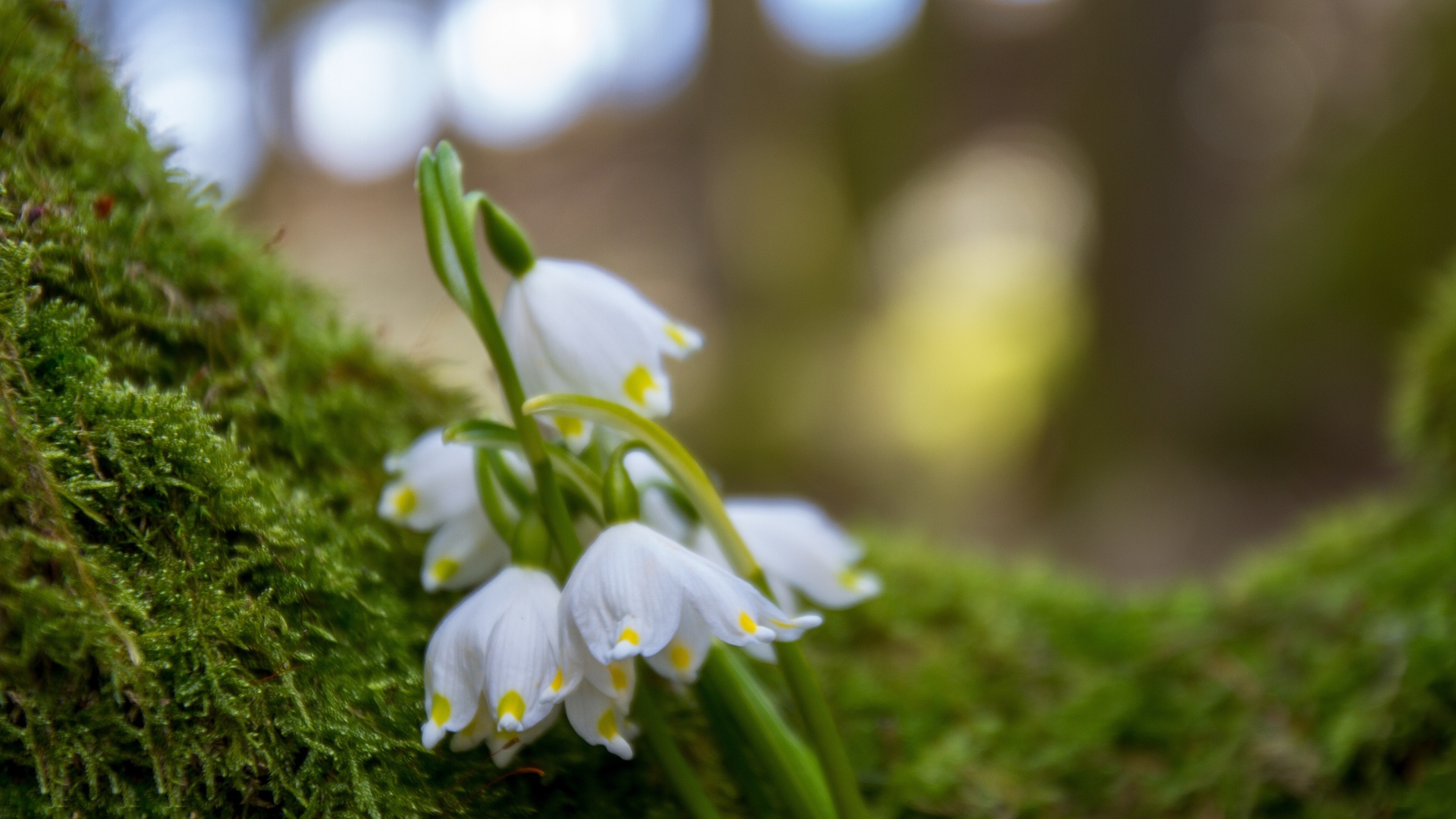 Белые цветы подснежника лежат на зеленом мху 