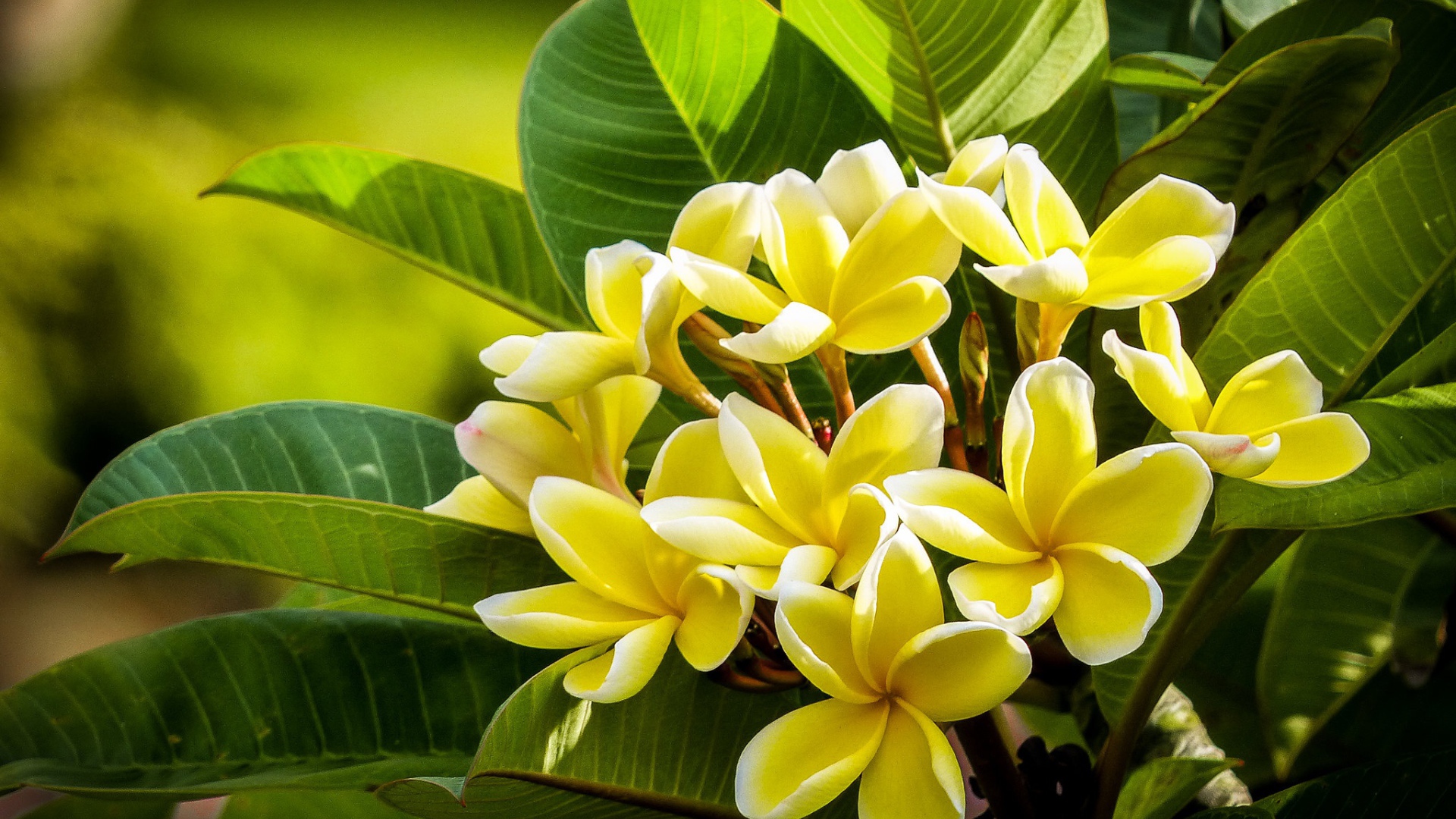 Желтые цветы плюмерии с зелеными листьями 