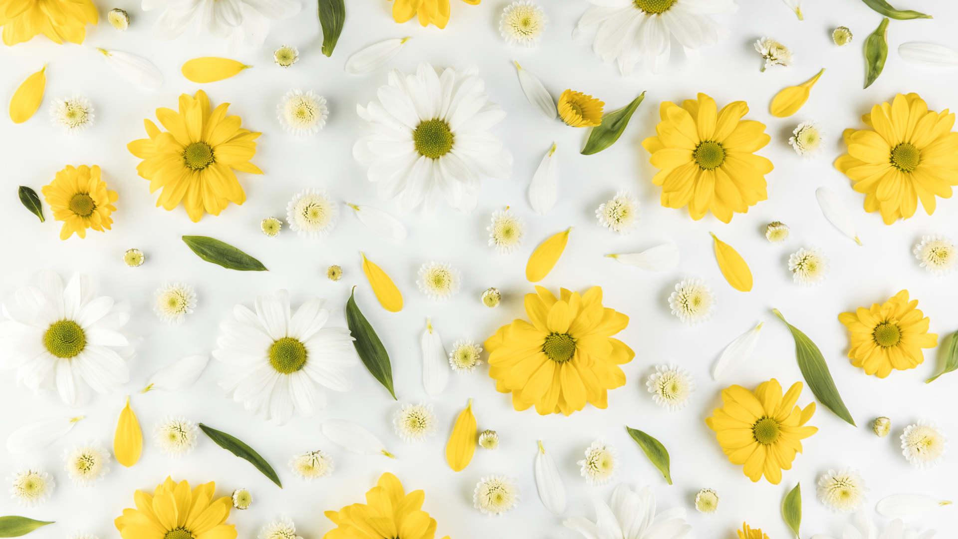 Желтые и белые хризантемы на белом фоне