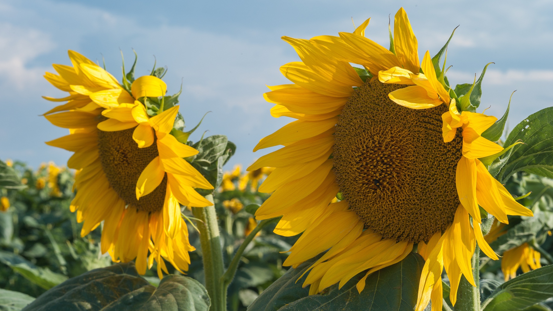 Желтые большие цветы подсолнуха на поле