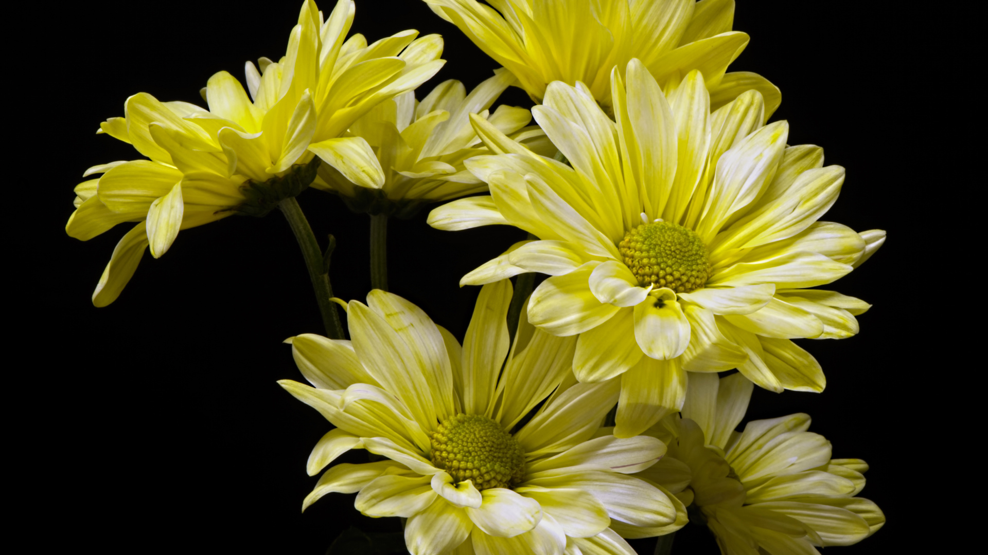 Желтые ромашковидные хризантемы на черном фоне