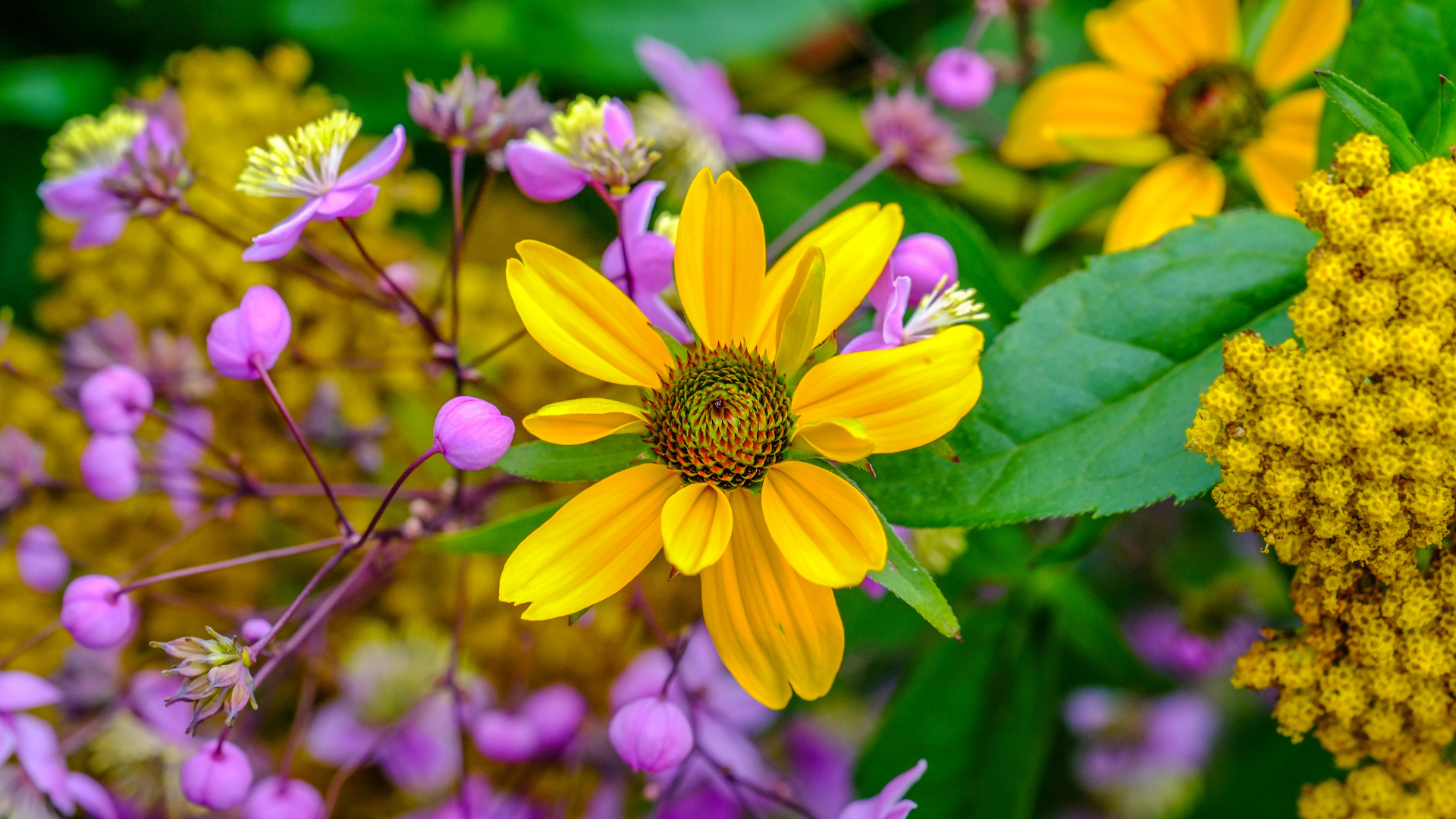Желтый цветок на клумбе с розовыми цветами