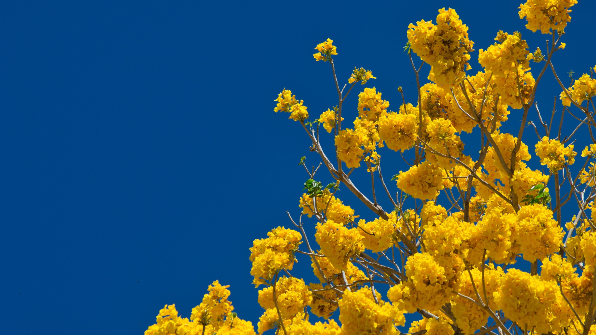 Желтые цветы на ветках дерева под голубым небом 