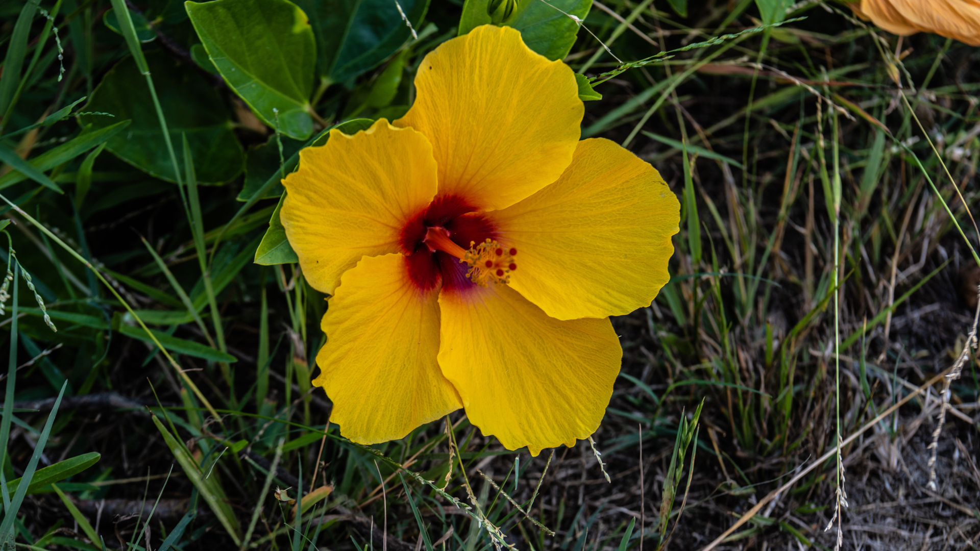 Желтый цветок гибискуса в траве 