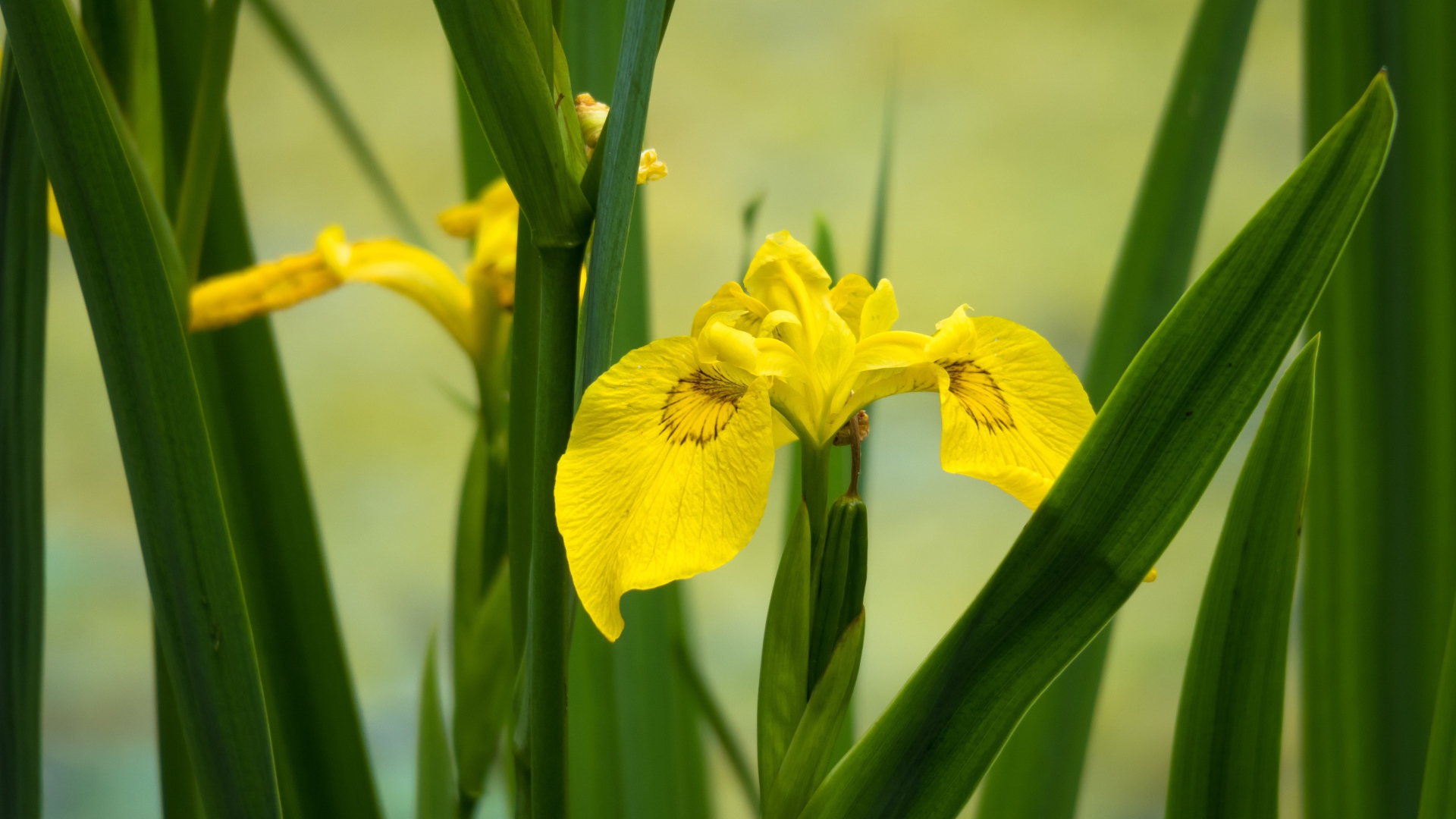 Желтый цветок ириса в зеленых листьях 