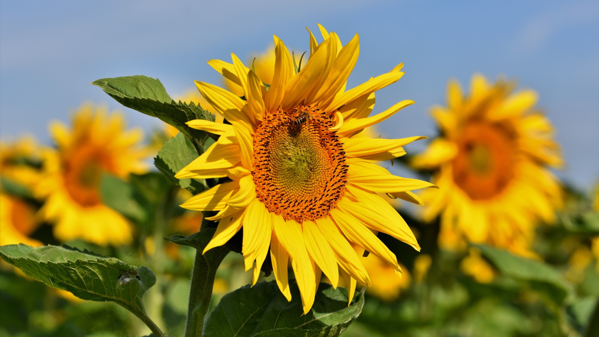 Желтые лепестки подсолнуха с зелеными листьями на поле летом
