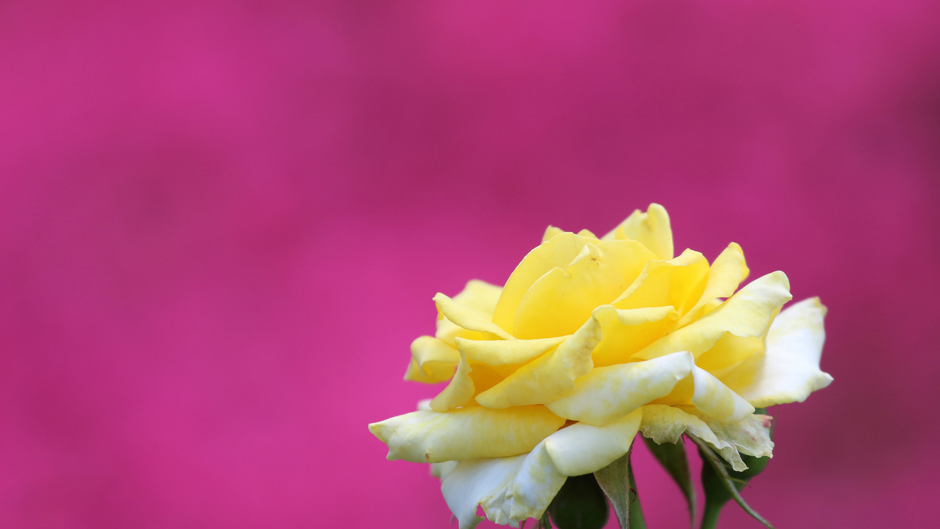 Цветок желтой розы на розовом фоне 