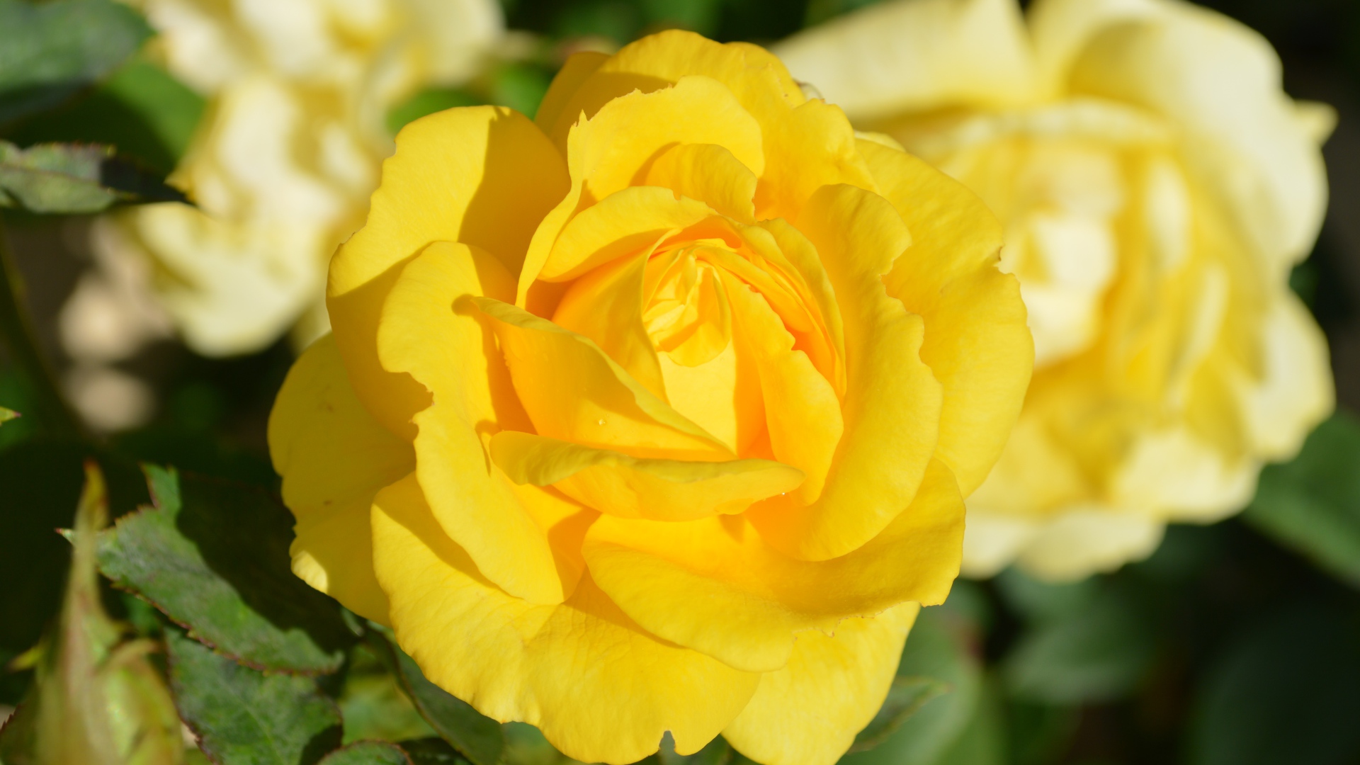 Желтые розы крупным планом на клумбе 