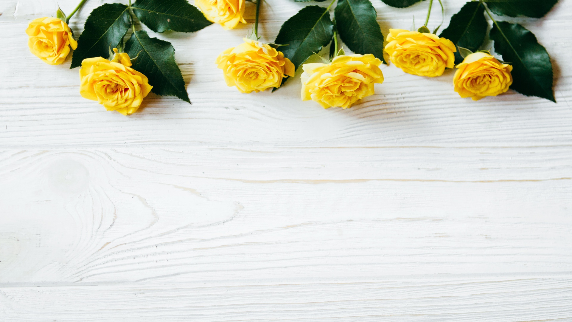 Желтые розы с большими зелеными листьями на белом фоне