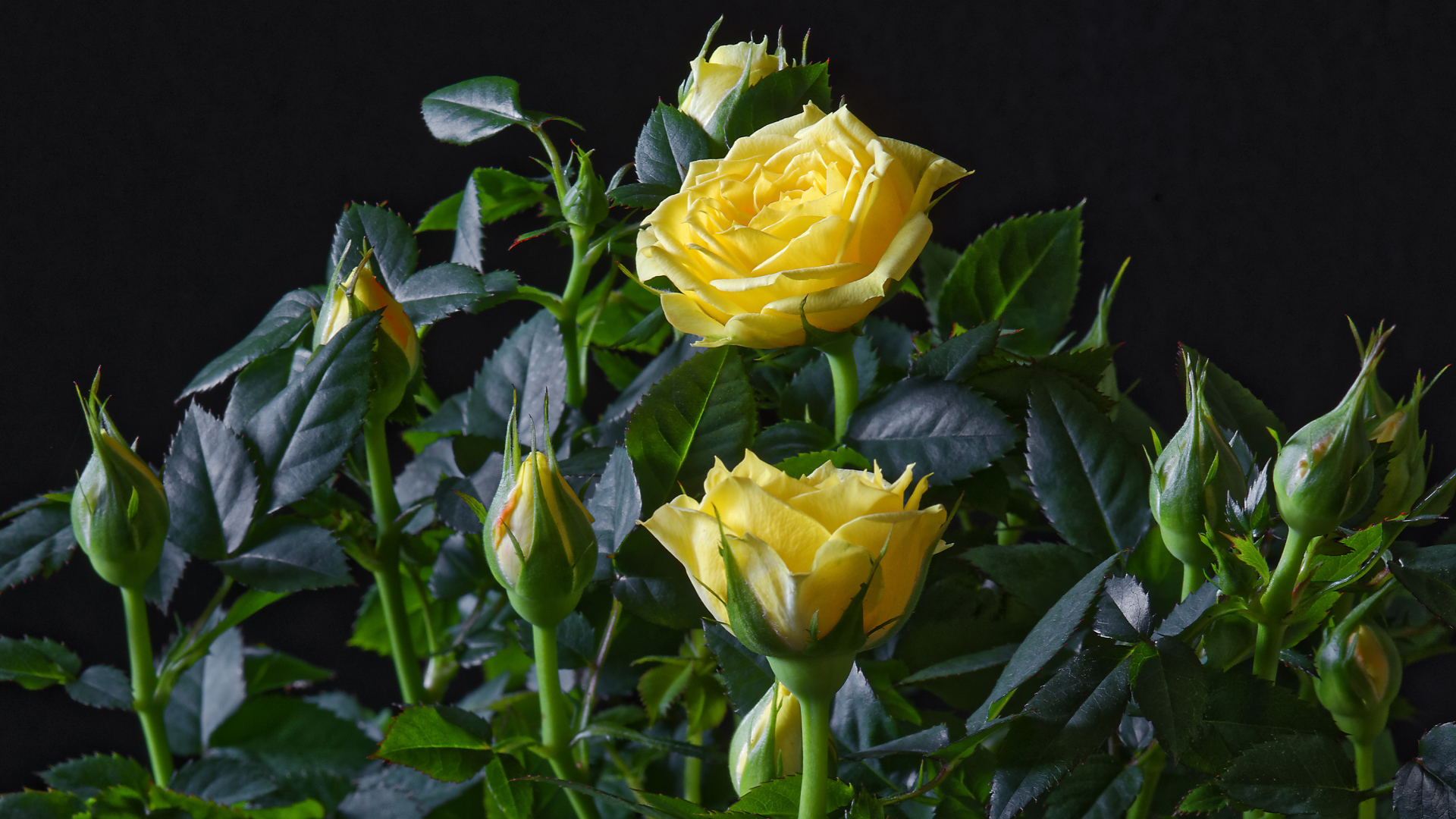 Желтые розы с бутонами в зеленых листьях на черном фоне