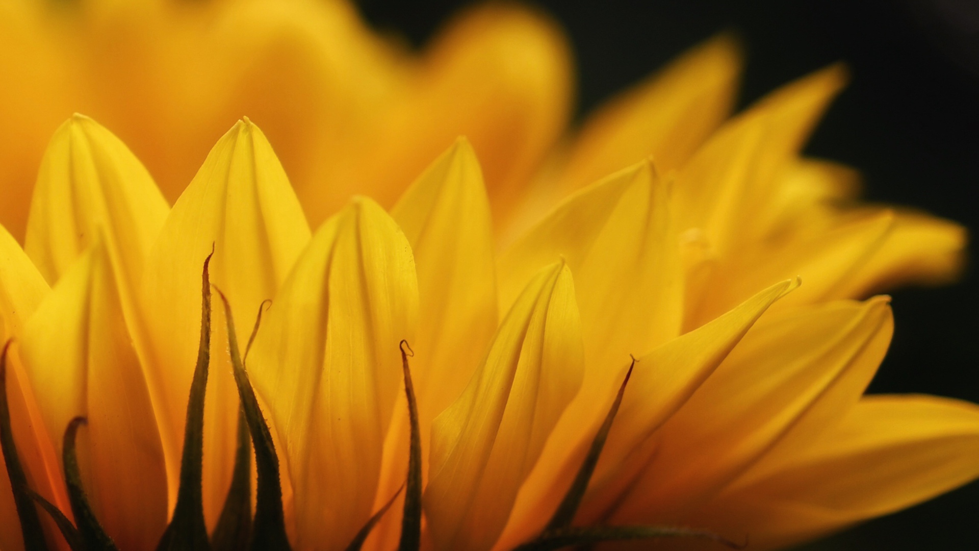 Желтые лепестки подсолнуха крупным планом