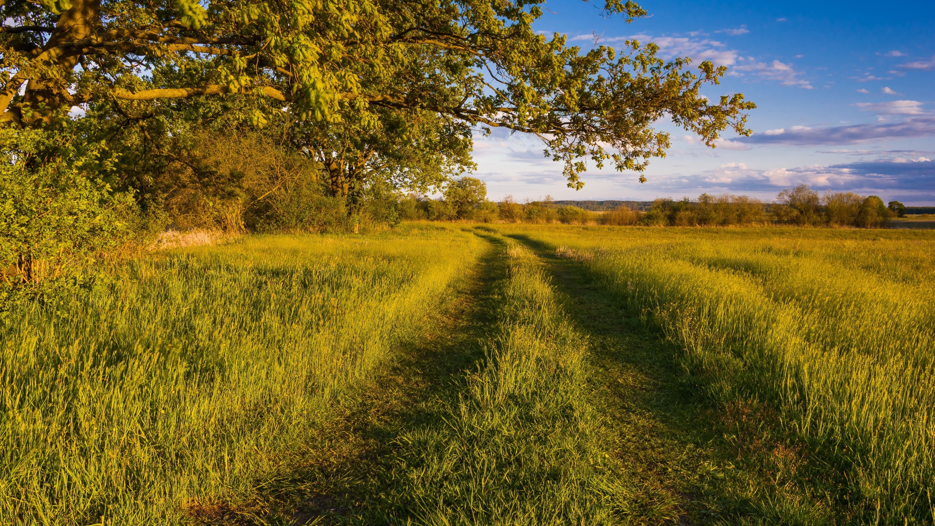 Покрытая травой дорога в лесу 