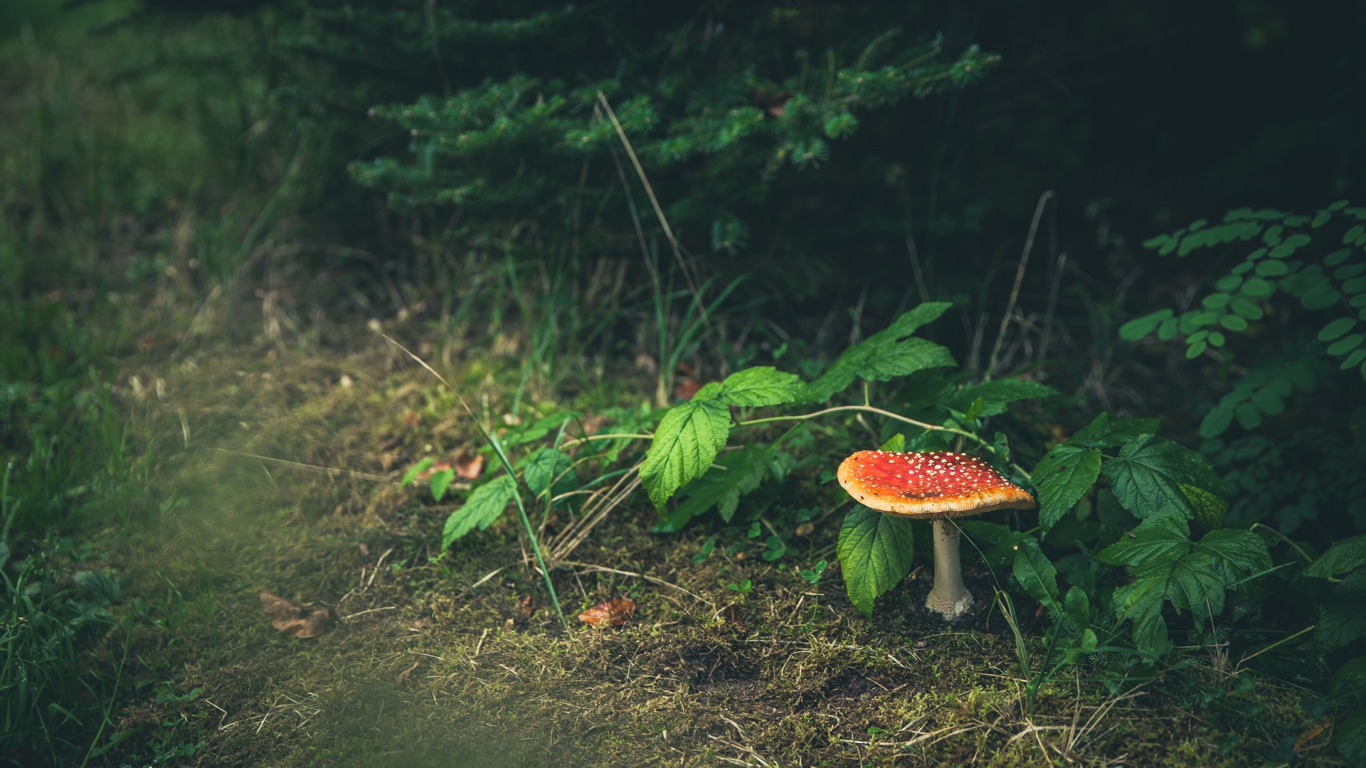 Гриб мухомор растет под зелеными листьями