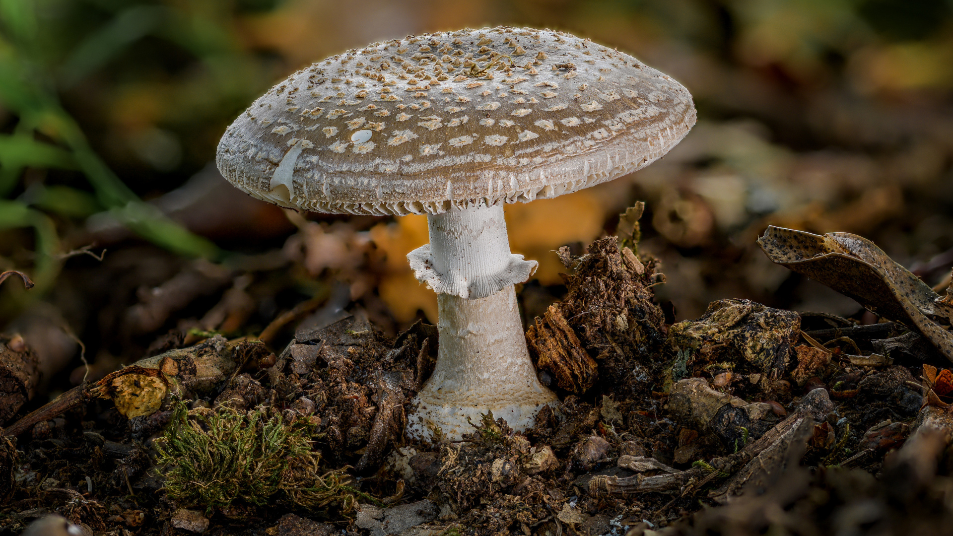 Amanita mushroom in loose soil in the forest