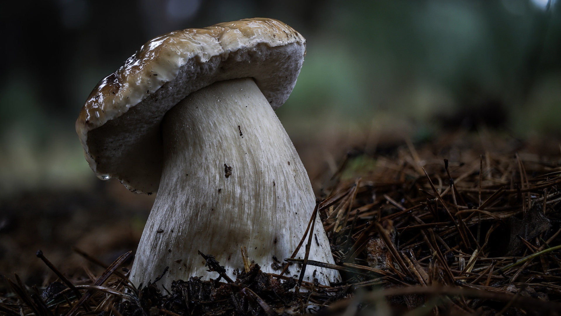 Большой белый гриб на земле в хвойном лесу 