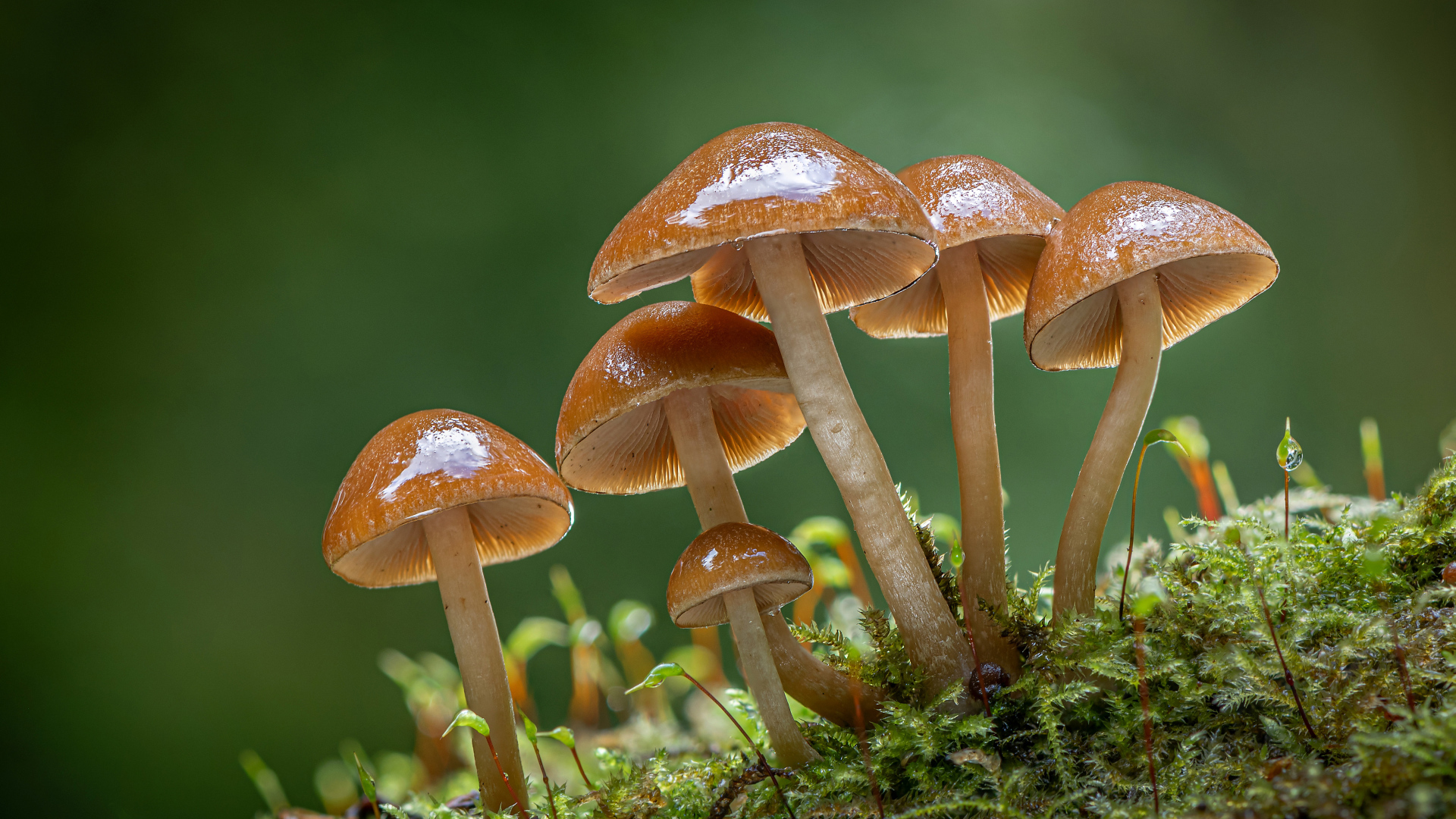 Маленькие грибы поганки на покрытой мхом земле 