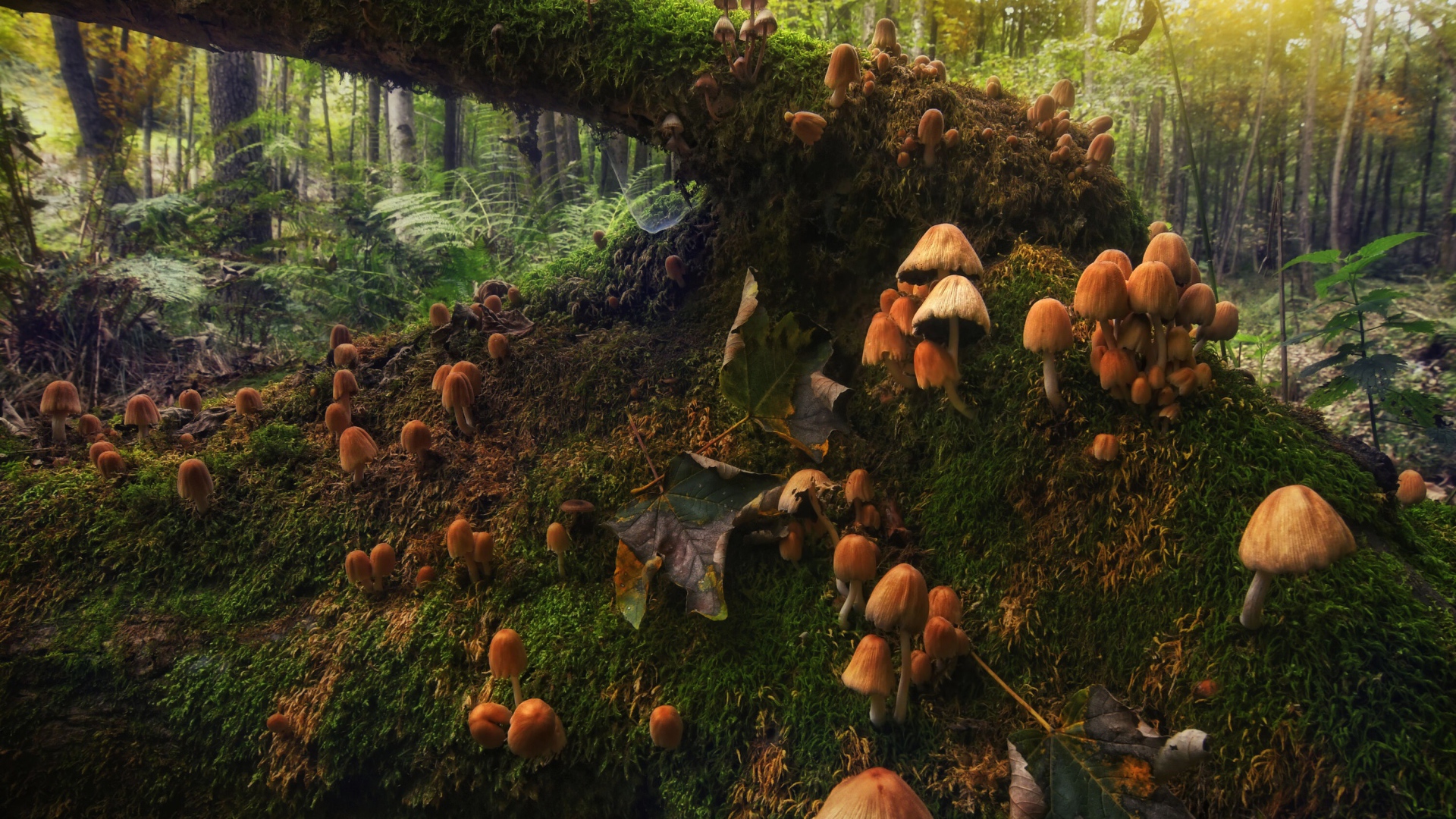 Грибы поганки растут на покрытом мхом дереве