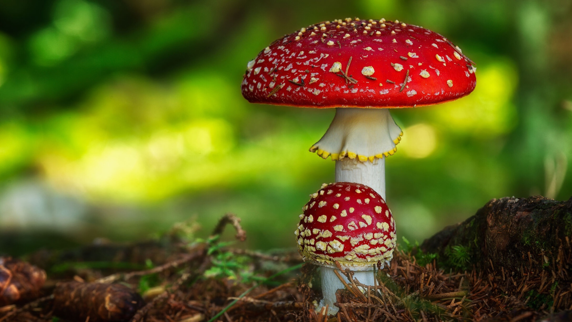 Два красных ярких мухомора растут на земле в лесу