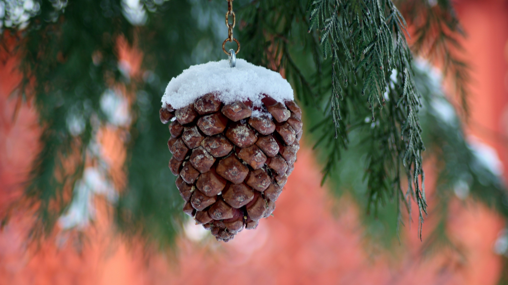 Шишка на цепочке висит на ветке туи 