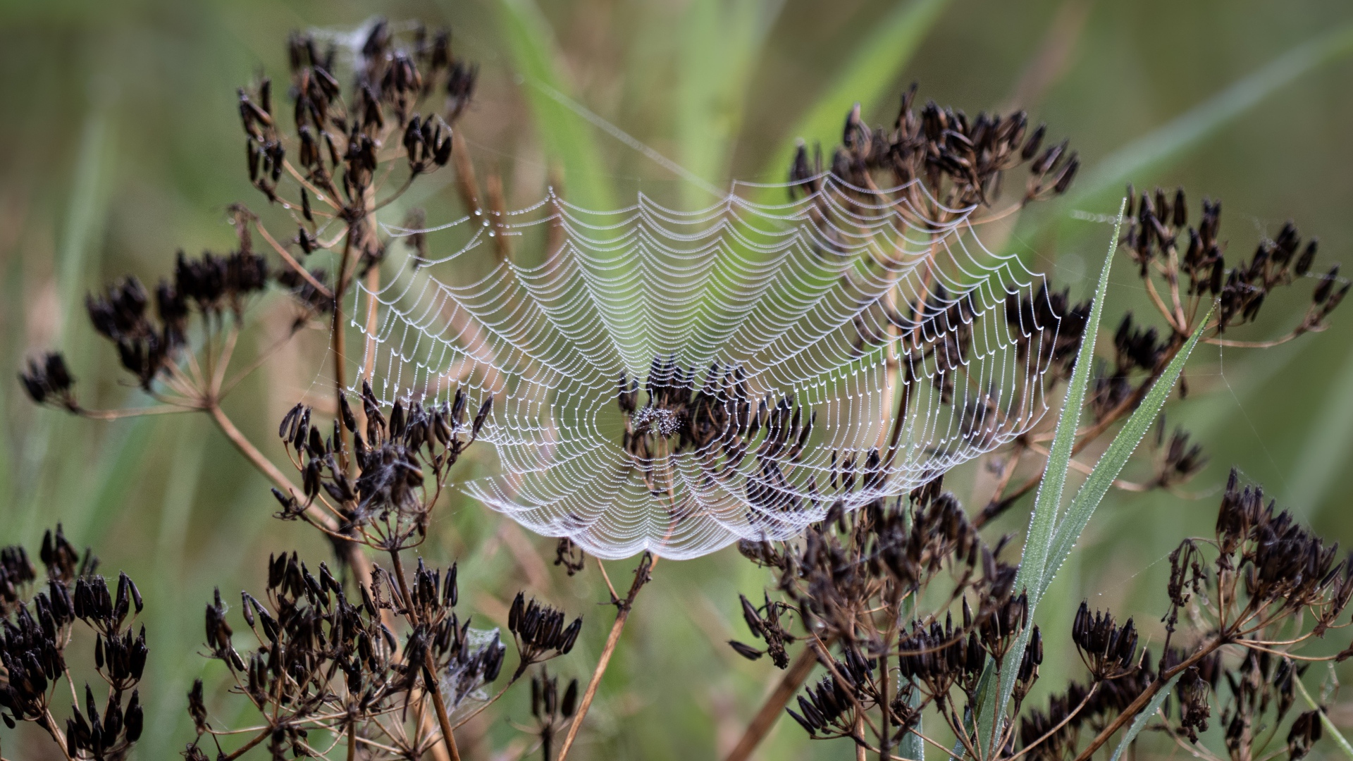 Ажурная паутина на зонтике укропа 