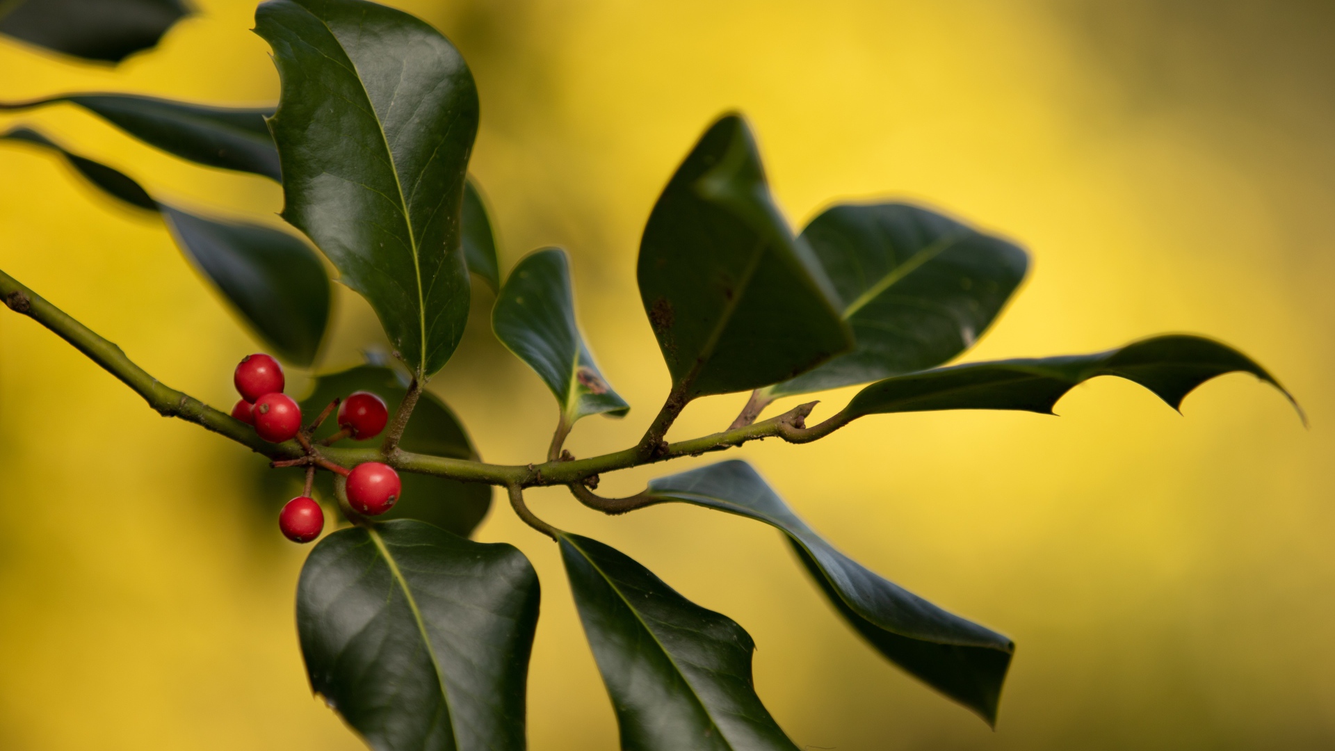 Красные ягоды на ветке с зелеными листьями