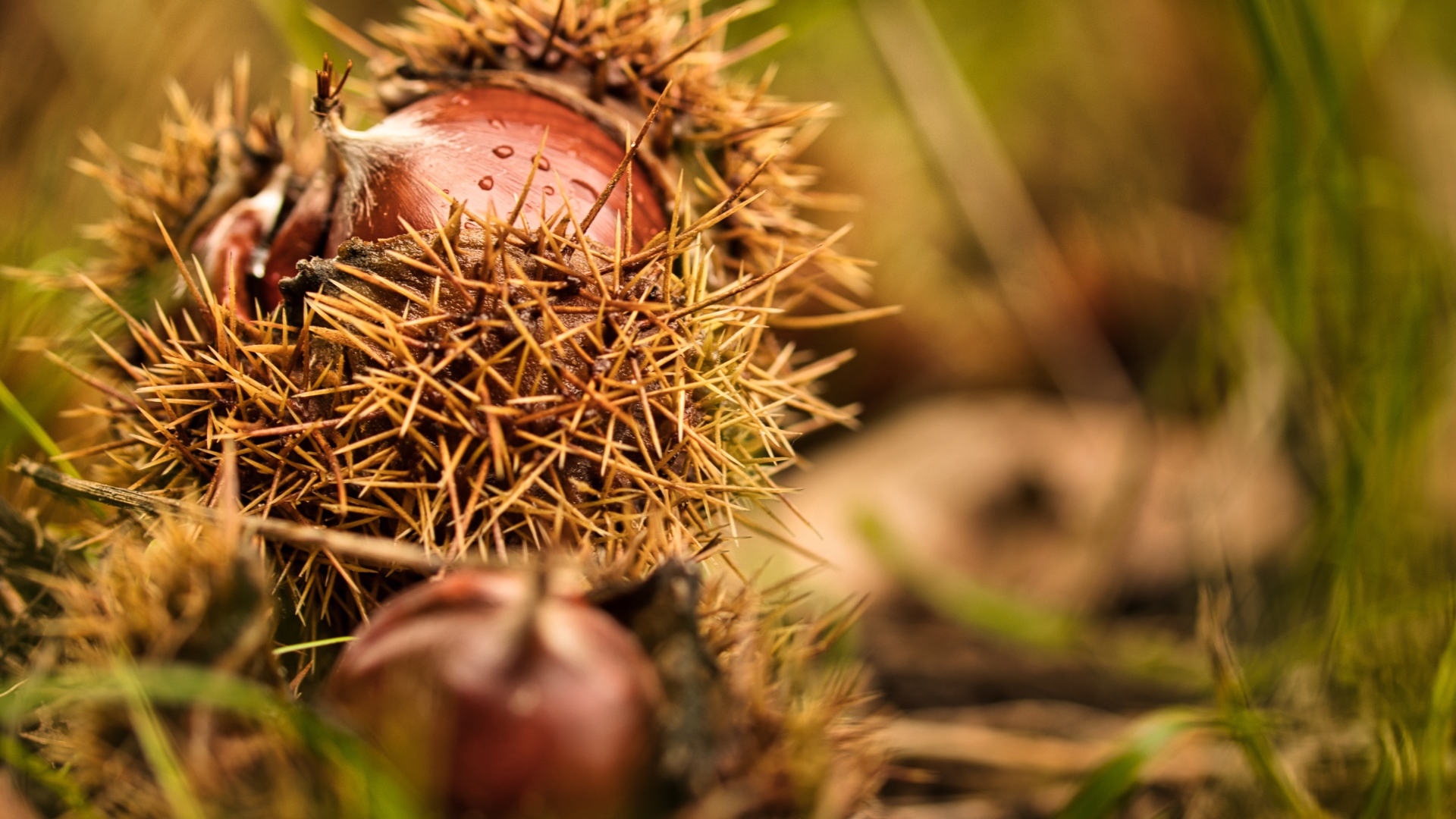 Колючие лесные орехи лежат на земле 