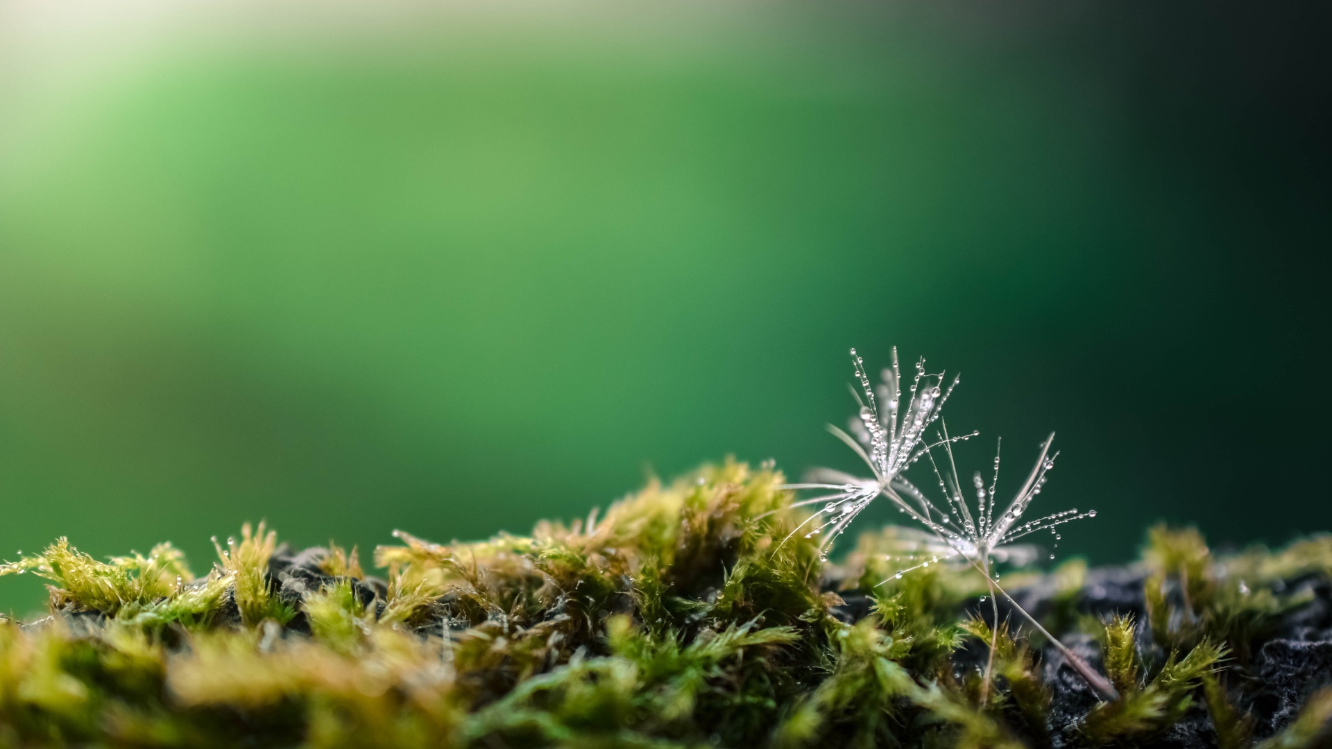 Белые семена одуванчика на покрытой мхом земле