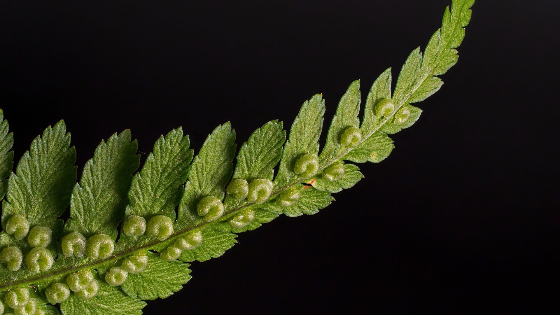 Зеленый лист папоротника на черном фоне 