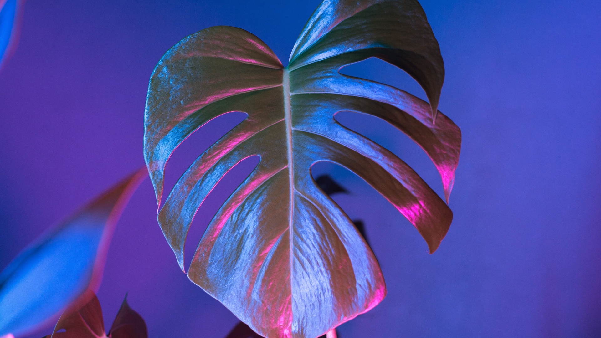 Большой зеленый лист на синем фоне