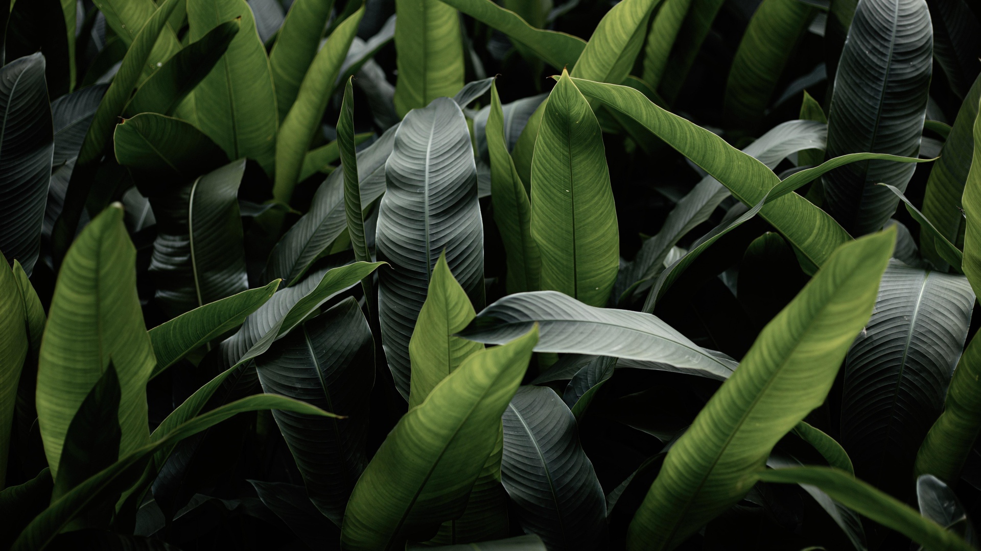 Большие зеленые листья крупным планом