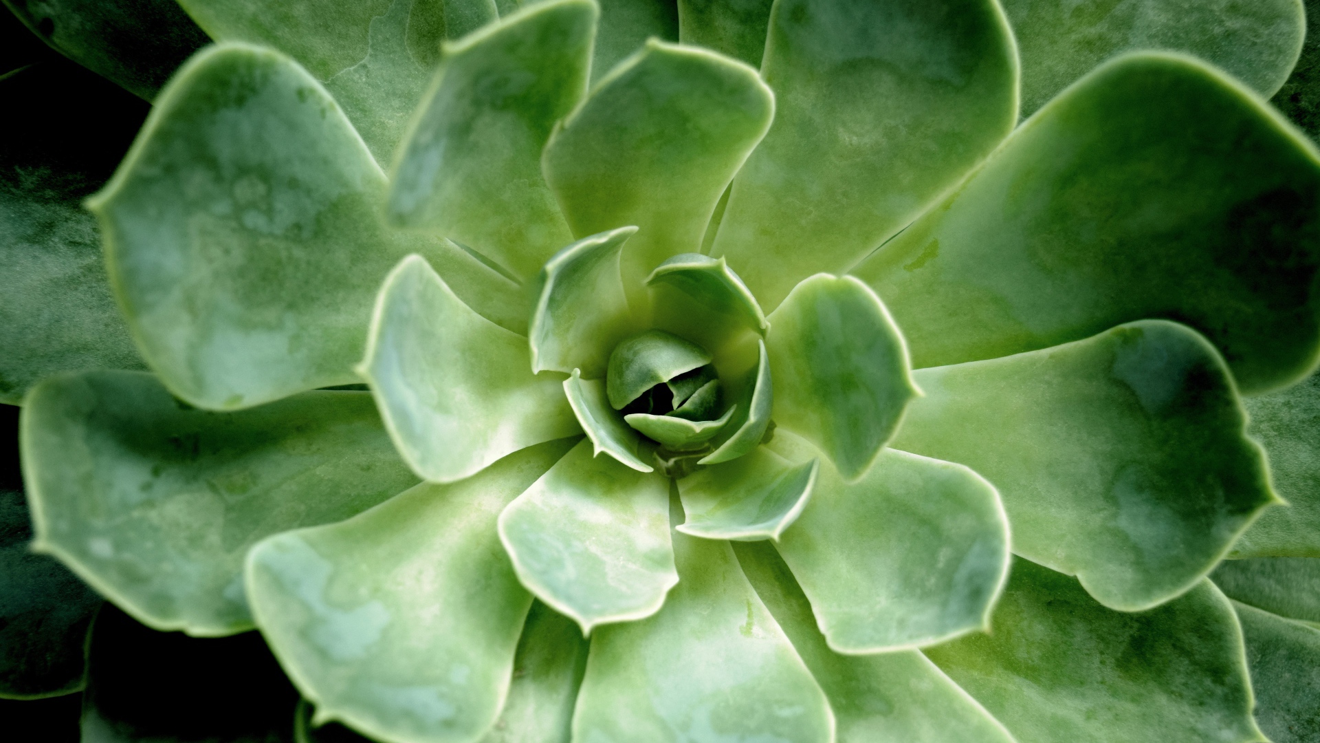 Многолетний зеленый цветок молодило крупным планом 