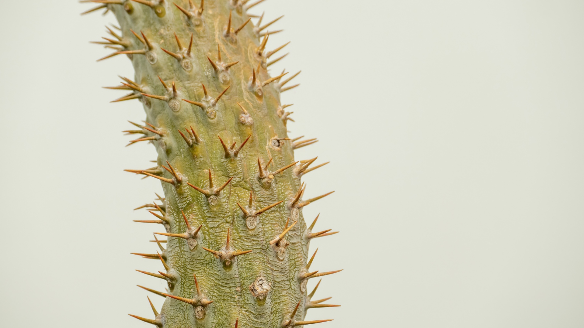 Острые колючки кактуса крупным планом 