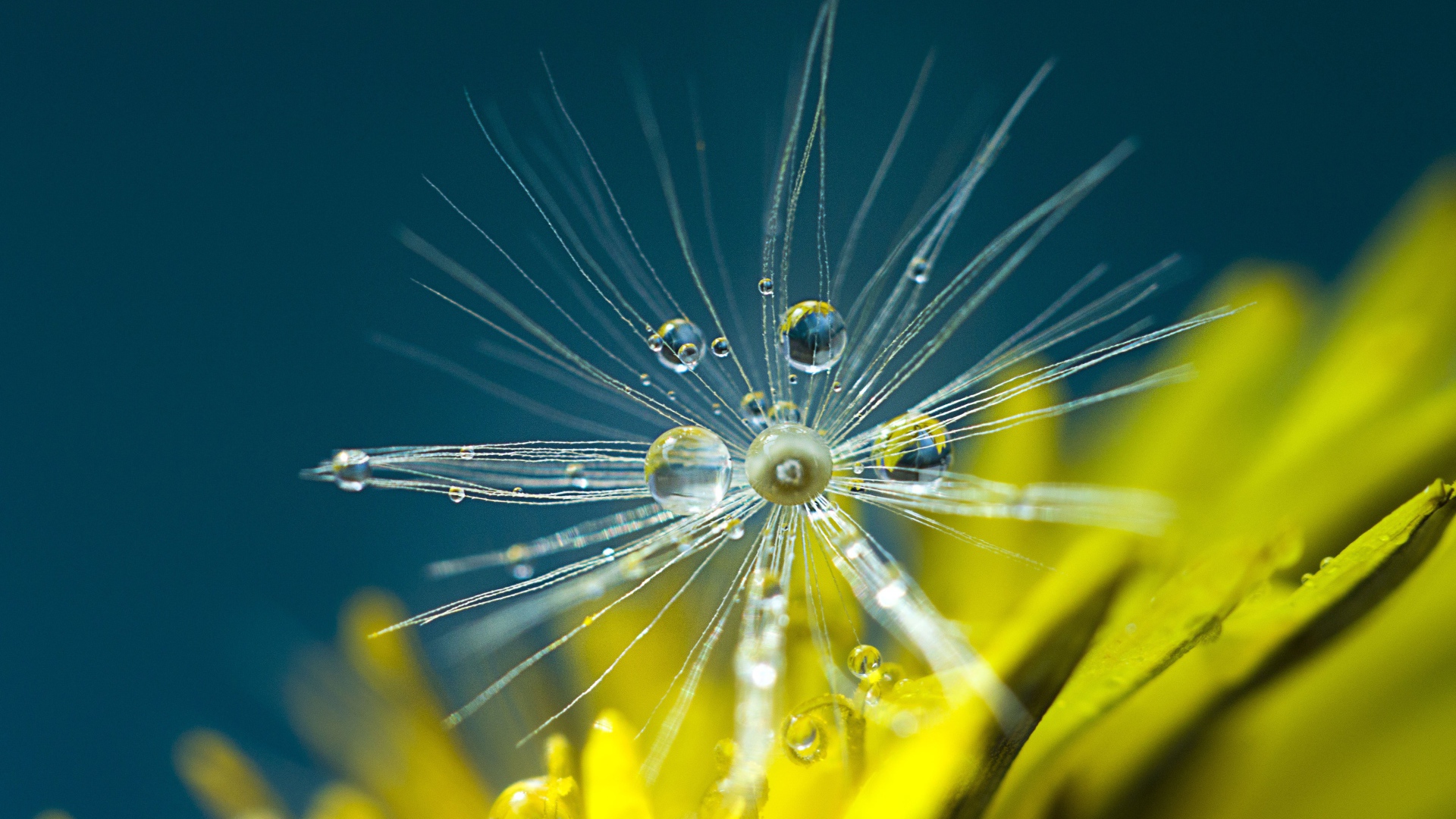 Белые семена одуванчика в каплях росы крупным планом