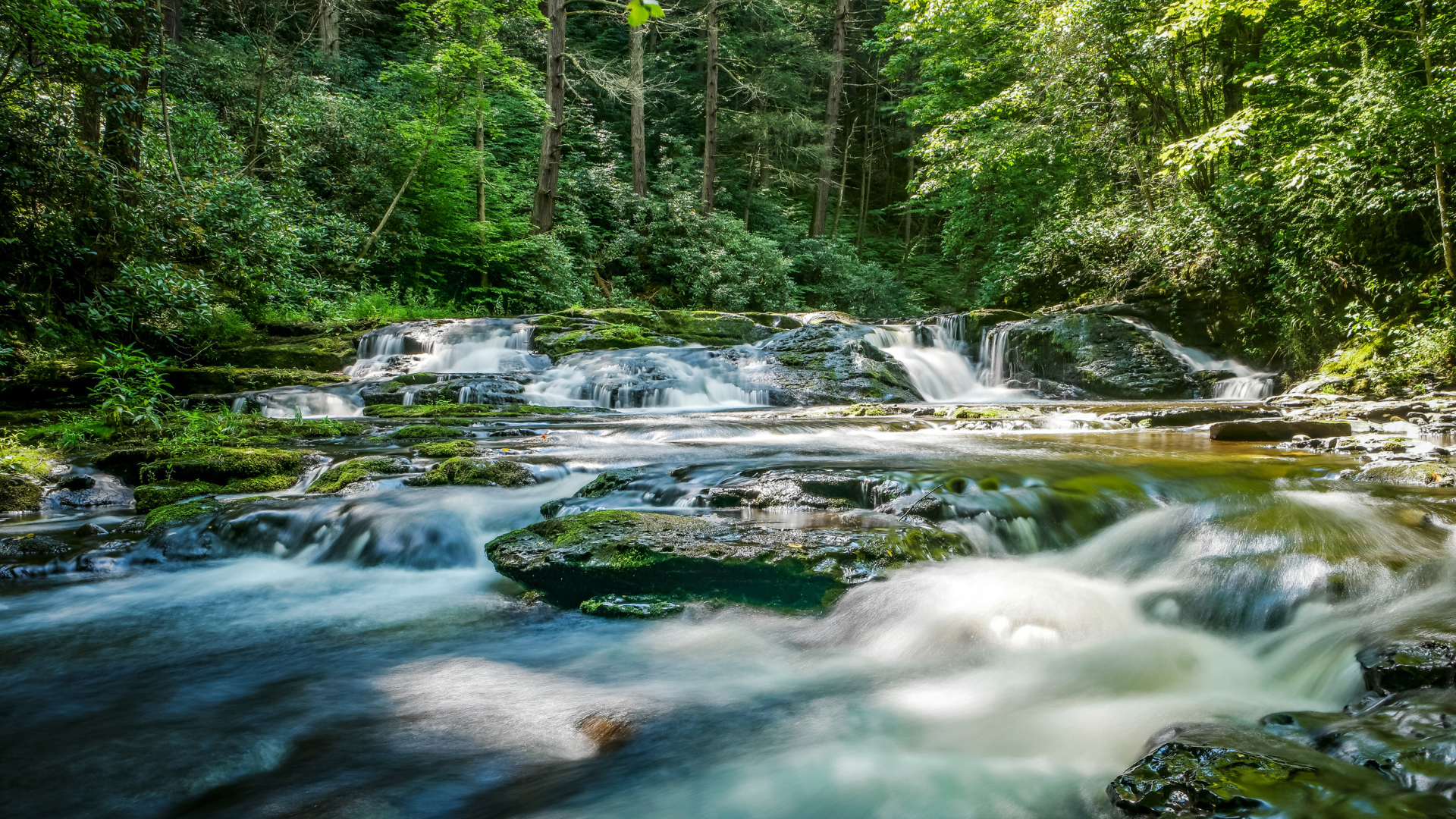 Быстрая река стекает по камням в лесу 