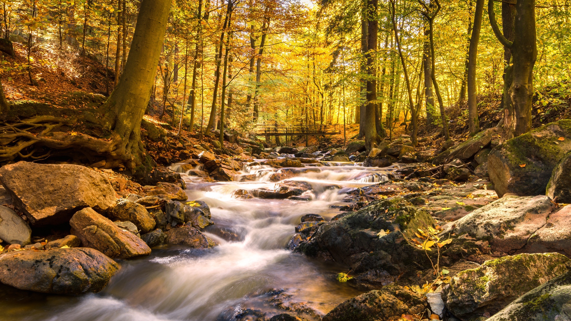 Быстрая вода ручья стекает по камням в осеннем лесу 