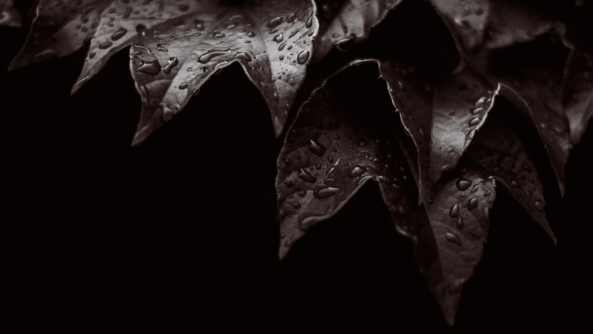 Мокрые листья на черном фоне 
