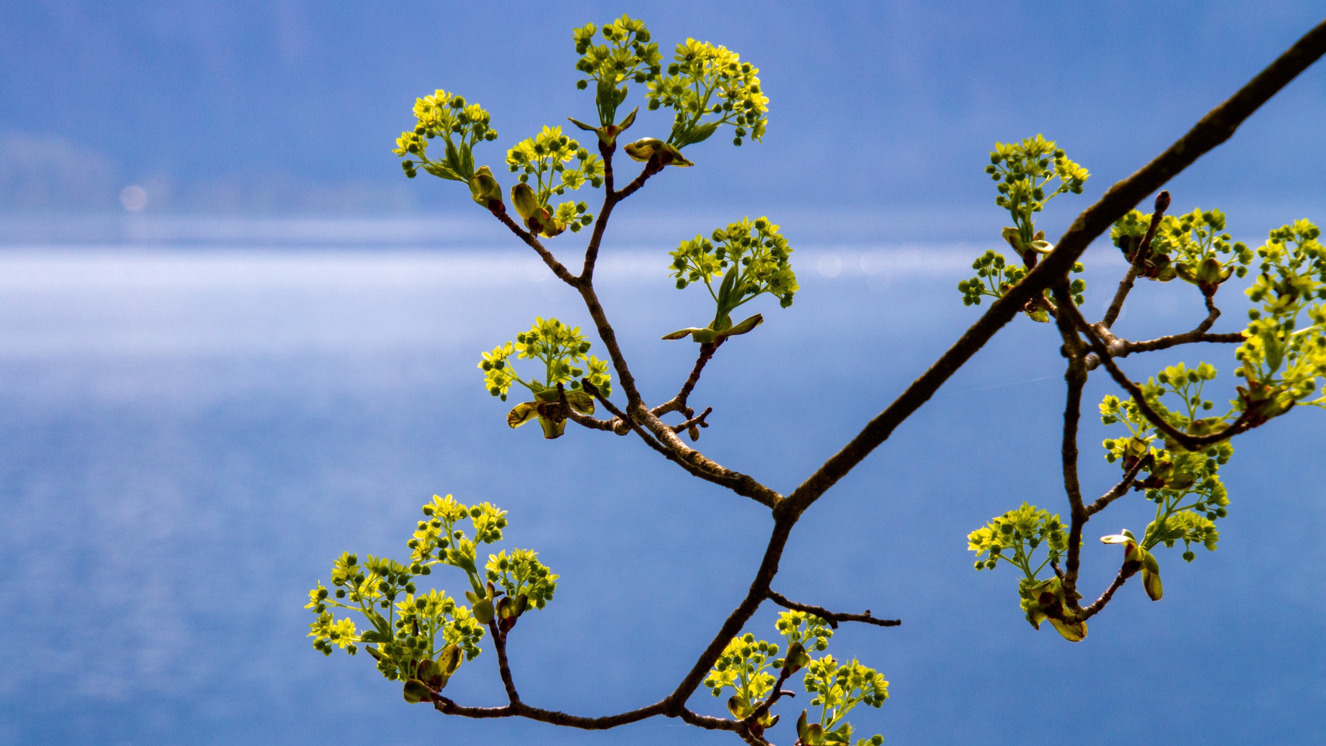 Зеленая ветка на фоне голубого неба весной
