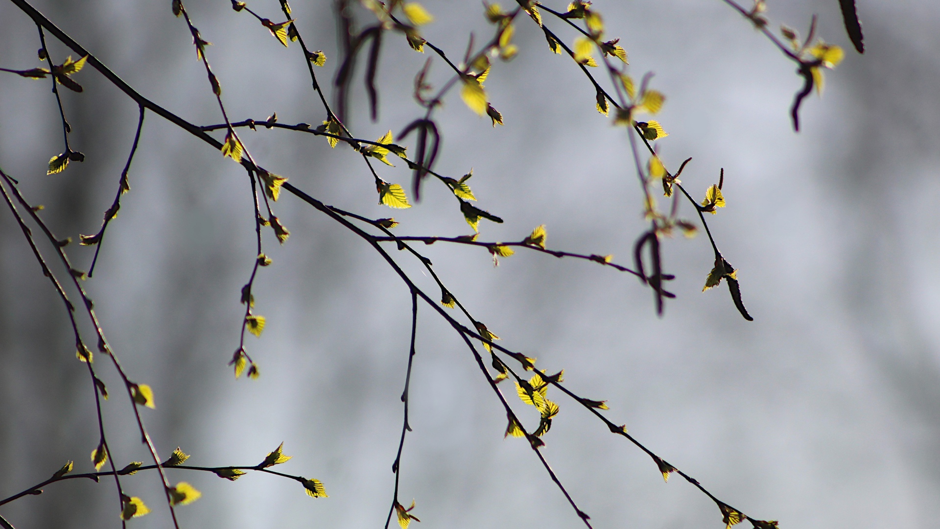 Молодые листья распускаются на ветке березы весной