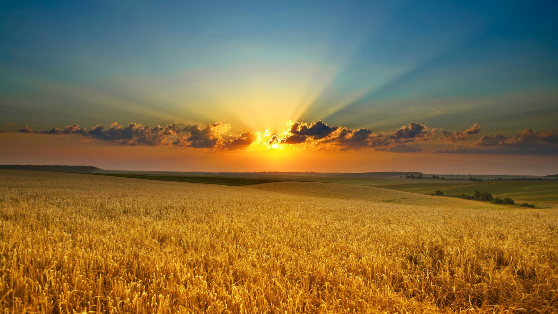Закат яркого летнего солнца над полем пшеницы