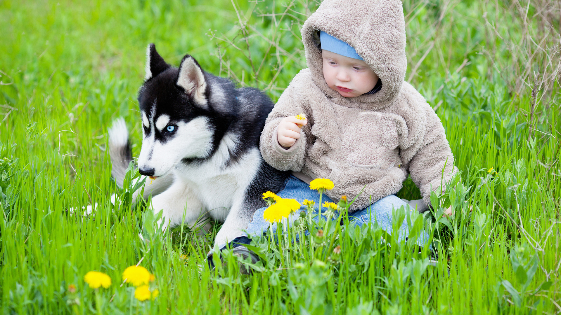 Маленький ребенок сидит в зеленой траве с хаски 
