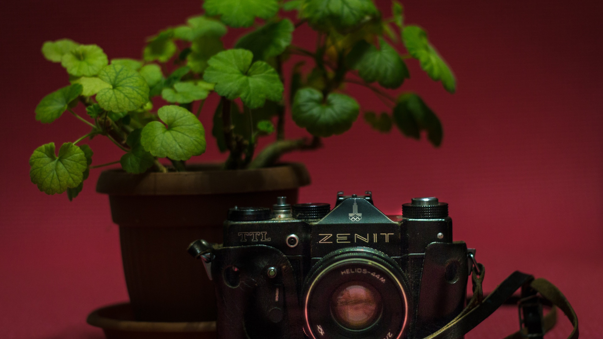 Старый фотоаппарат zenit на столе с цветком герани