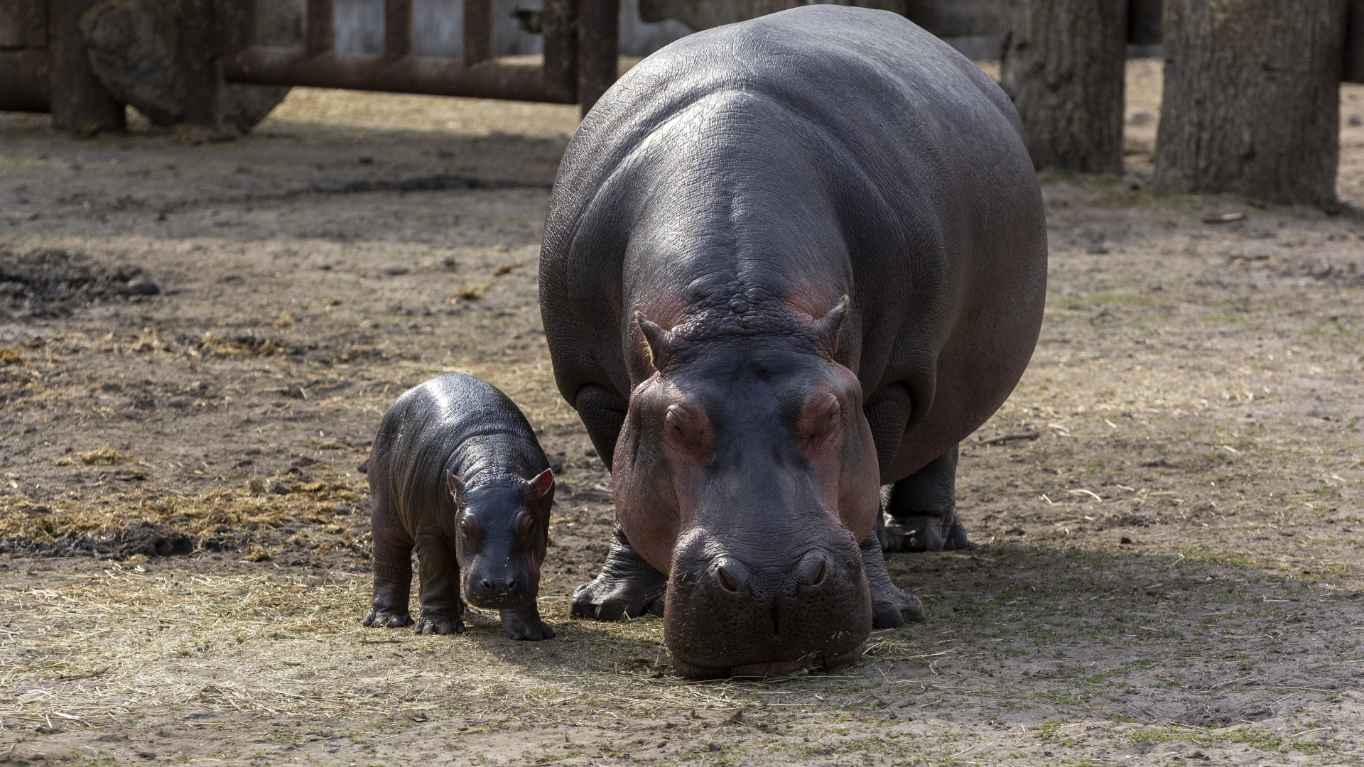Гиппопотам с малышом в зоопарке 