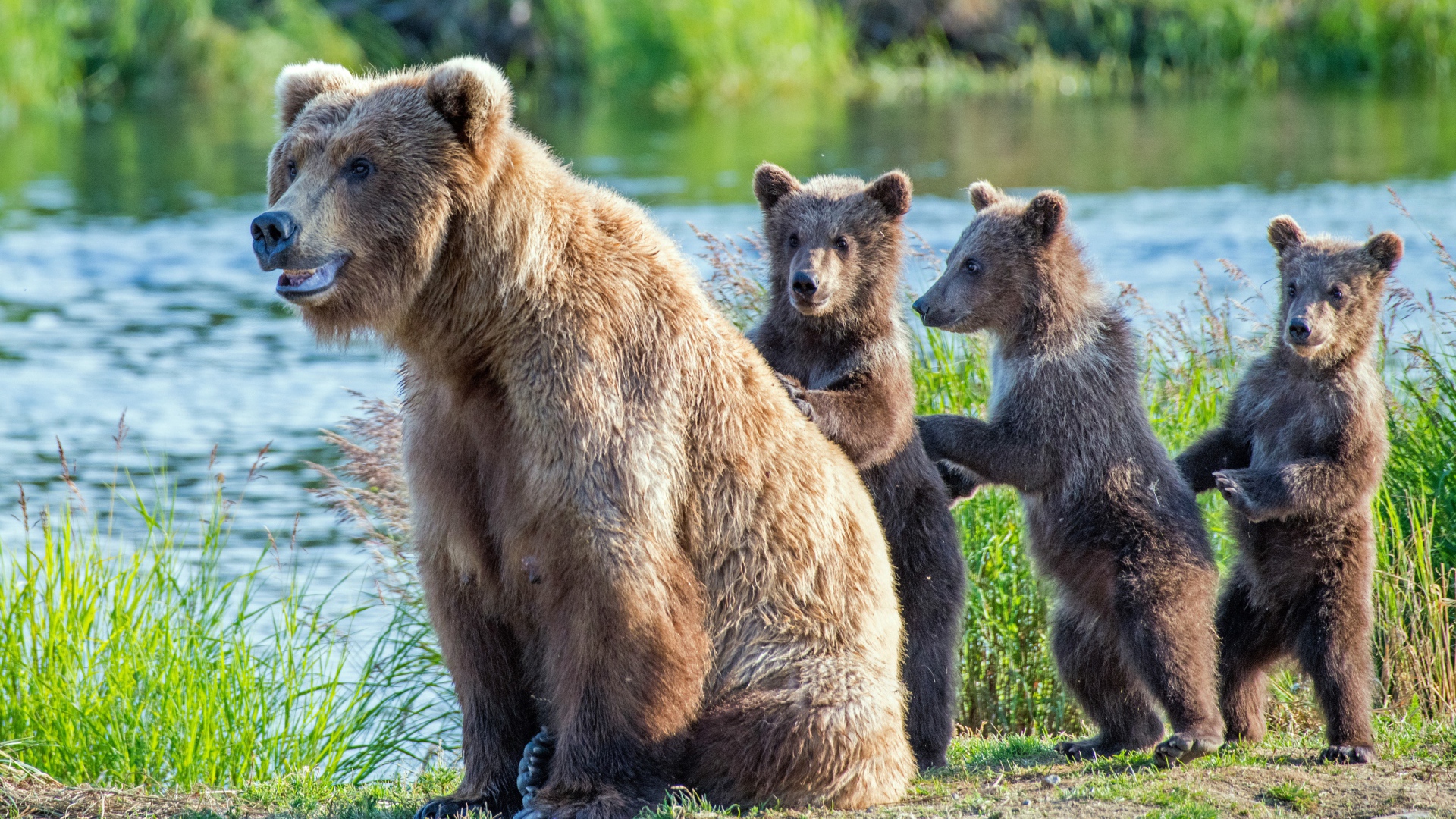Большая бурая медведица с детенышами у реки